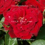 Hình ảnh hoa hồng Red Minijet Tree Rose