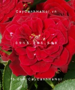 Hình ảnh hoa hồng Red Minijet Tree Rose