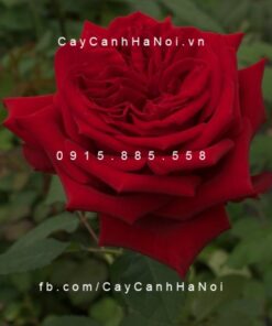 Hình ảnh hoa hồng Red Minijet Tree Rose