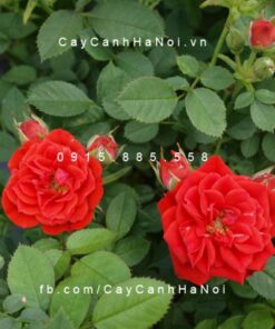 Hình ảnh hoa hồng Red Minijet Tree Rose