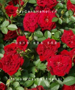 Hình ảnh hoa hồng Red Minijet Tree Rose