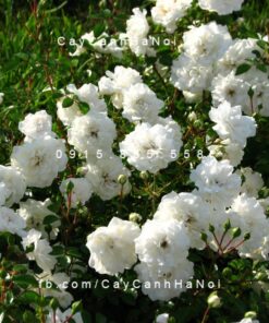 Hình ảnh hoa hồng Sea Foam Tree Rose