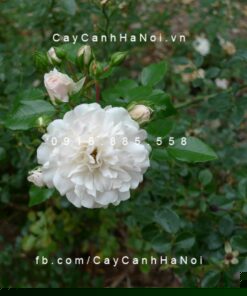 Hình ảnh hoa hồng Sea Foam Tree Rose