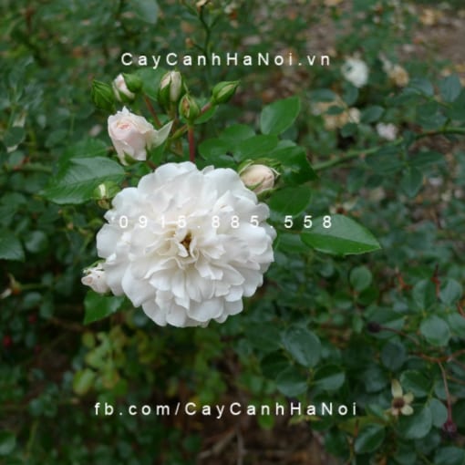 Hình ảnh hoa hồng Sea Foam Tree Rose