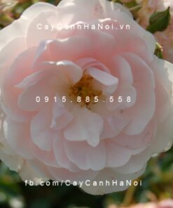 Hình ảnh hoa hồng Sea Foam Tree Rose