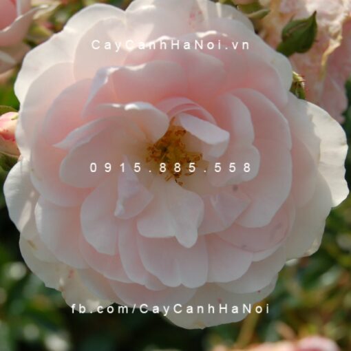 Hình ảnh hoa hồng Sea Foam Tree Rose