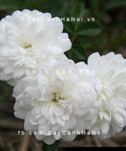 Hình ảnh hoa hồng Sea Foam Tree Rose