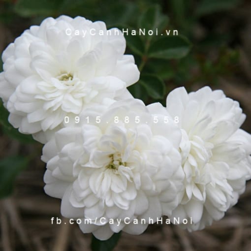 Hình ảnh hoa hồng Sea Foam Tree Rose