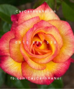 Hình ảnh hoa hồng Sheila"s Prerfume Tree Rose