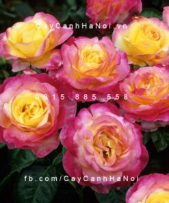 Hình ảnh hoa hồng Sheila