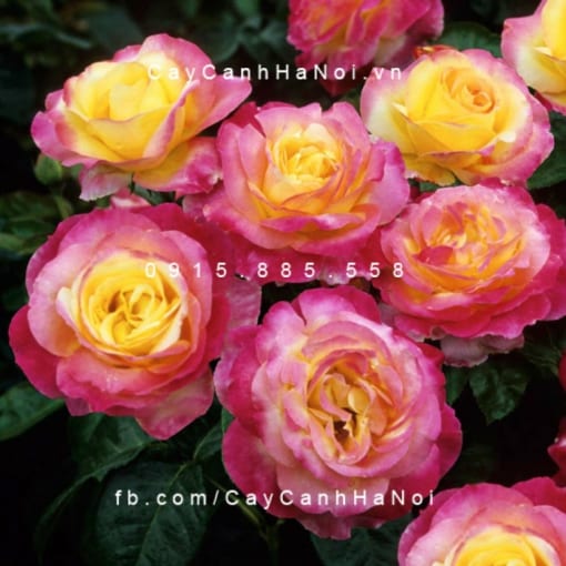 Hình ảnh hoa hồng Sheila"s Prerfume Tree Rose