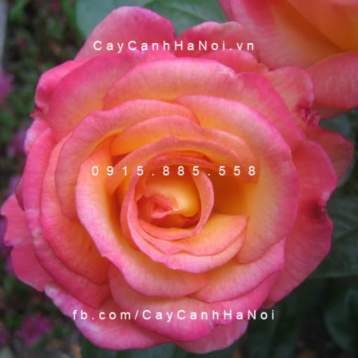 Hình ảnh hoa hồng Sheila"s Prerfume Tree Rose