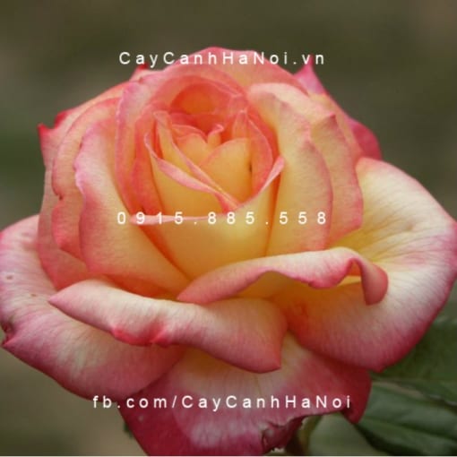 Hình ảnh hoa hồng Sheila"s Prerfume Tree Rose