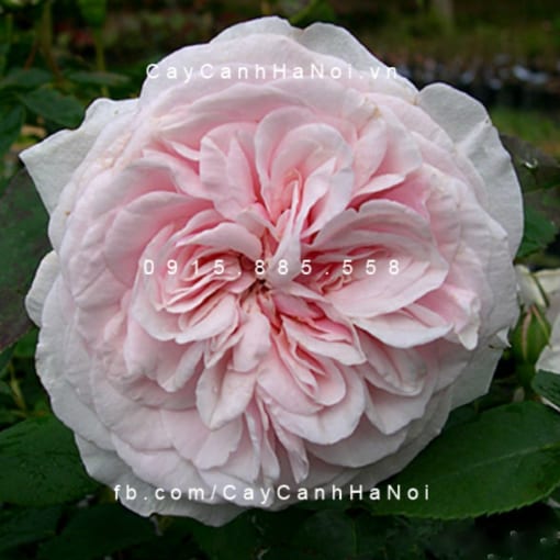 Hình ảnh hoa hồng Souvenir de Malmaison Tree Rose