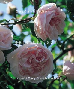 Hình ảnh hoa hồng Souvenir de Malmaison Tree Rose