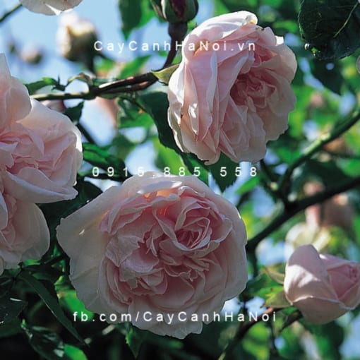 Hình ảnh hoa hồng Souvenir de Malmaison Tree Rose