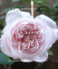 Hình ảnh hoa hồng Souvenir de Malmaison Tree Rose