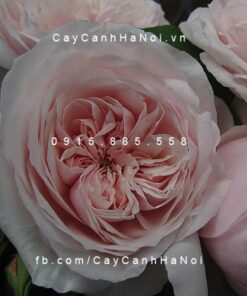 Hình ảnh hoa hồng Souvenir de Malmaison Tree Rose