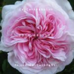 Hình ảnh hoa hồng Souvenir de Malmaison Tree Rose