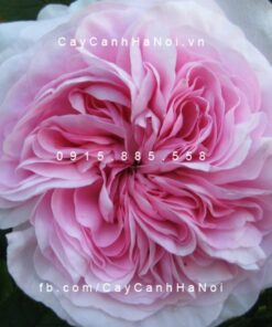 Hình ảnh hoa hồng Souvenir de Malmaison Tree Rose