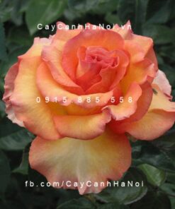 Hình ảnh hoa hồng Sunstruck Tree Rose