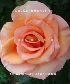 Hình ảnh hoa hồng Sunstruck Tree Rose