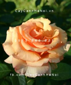 Hình ảnh hoa hồng Sunstruck Tree Rose