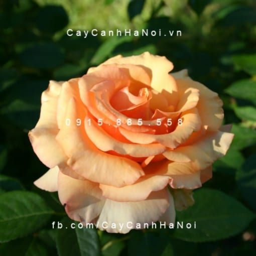 Hình ảnh hoa hồng Sunstruck Tree Rose