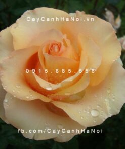 Hình ảnh hoa hồng Sunstruck Tree Rose