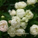 Hình ảnh hoa hồng White Margo Koster Tree Rose