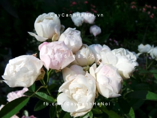 Hình ảnh hoa hồng White Margo Koster Tree Rose