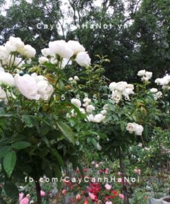 Hình ảnh hoa hồng White Margo Koster Tree Rose