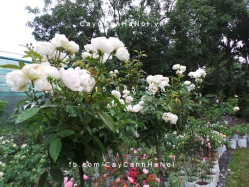 Hình ảnh hoa hồng White Margo Koster Tree Rose