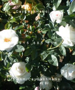 Hình ảnh hoa hồng White Margo Koster Tree Rose