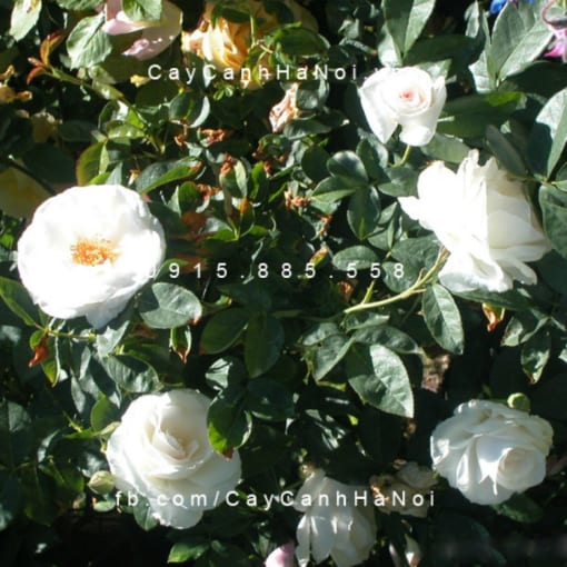 Hình ảnh hoa hồng White Margo Koster Tree Rose