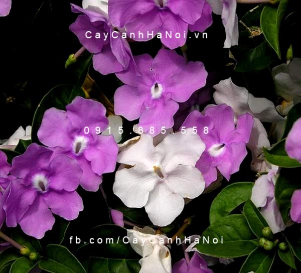 Cây Lài Nhật (bồ oanh)