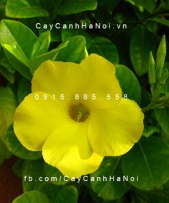 Hoa leo Hoàng Thảo