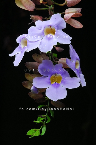 hoa leo cát đằng