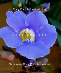 Hoa leo Cát Đằng