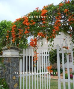 Hoa leo Chùm ớt, Dây Rạng đông