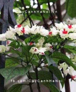 hoa-leo-ngoc-trinh-ngoc-nu