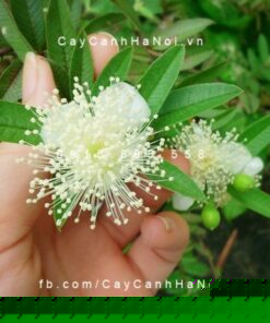 Hoa ổi
