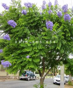 Cây Hoa Phượng Tím