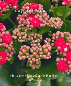 Cây Hoa sống đời