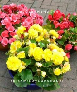 Hoa thu hải đường