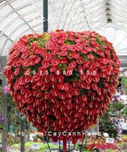Cây hoa tiểu hồng môn trồng nước, thủy canh