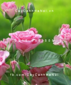 Hồng cổ Sapa: đặc điểm, ý nghĩa, lưu ý khi chăm sóc