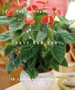 Hoa đại hồng môn để bàn