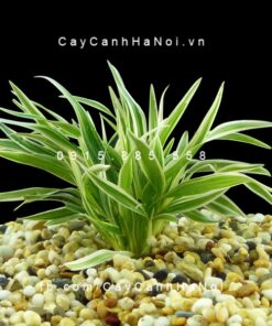 Cây lan chi lá ngắn