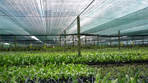 Cuộn lưới che nắng